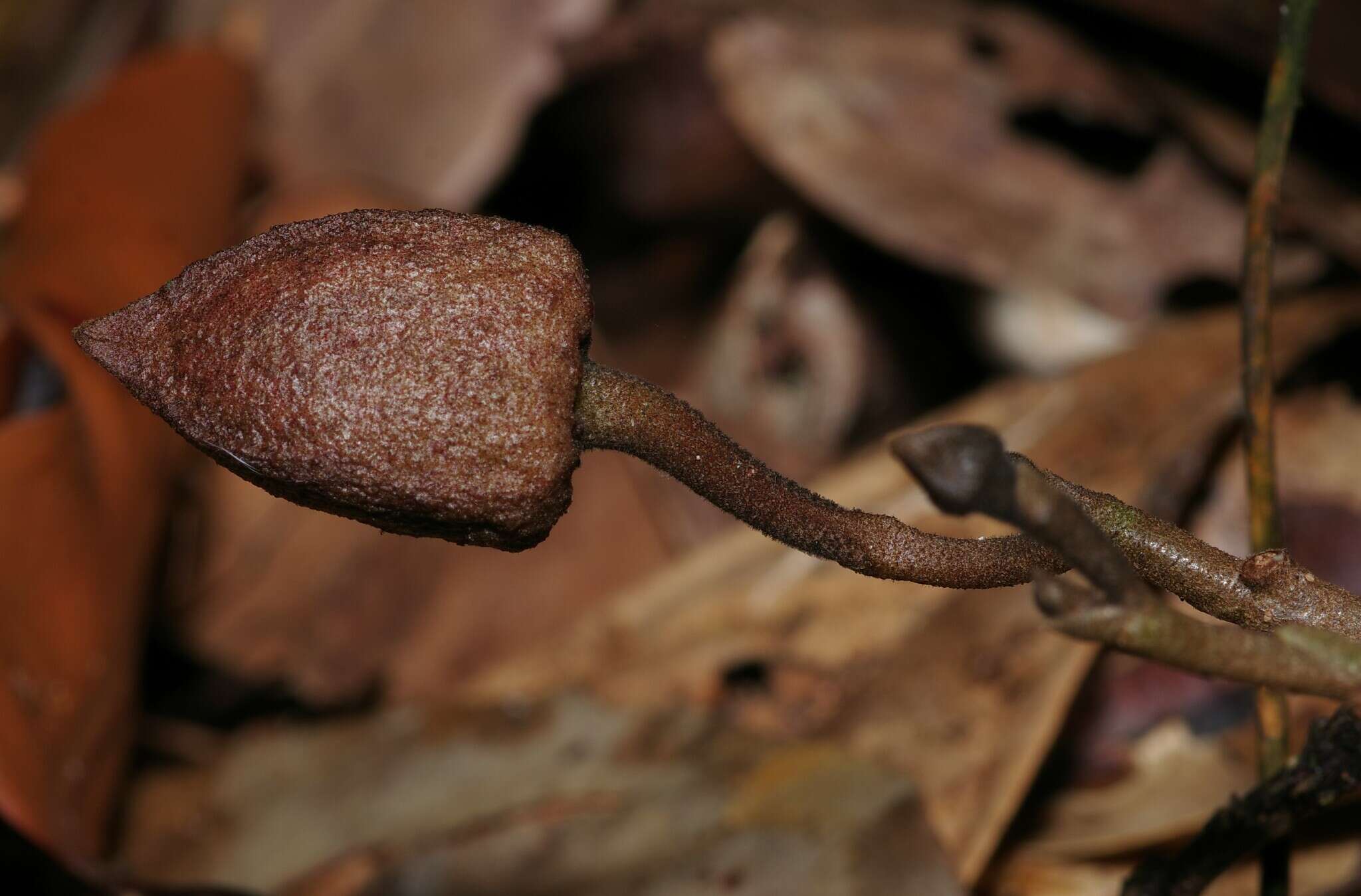 Image of Duguetia cadaverica Huber