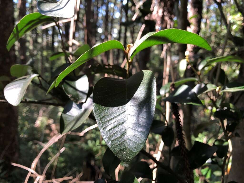 Image of Planchonella myrsinifolia (F. Muell.) Swenson, Bartish & Munzinger