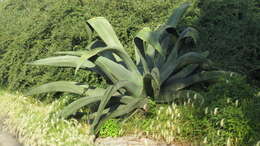 Image of Agave mapisaga Trel.