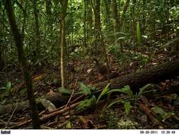 Image of Slaty-breasted Tinamou