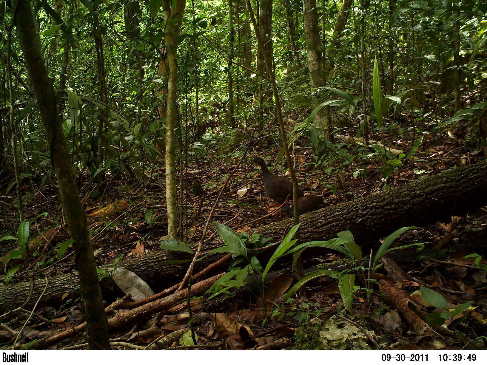 Image of Slaty-breasted Tinamou