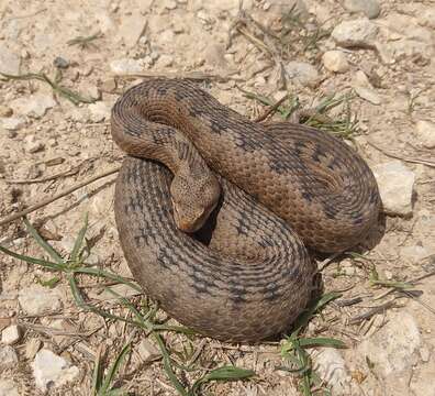 Image of Vipera latastei latastei Bosca 1878