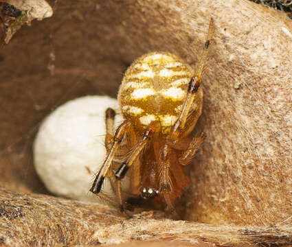 Image of Theridion ventricosum Rainbow 1916