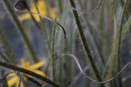 Image of Hypoxis floccosa Baker