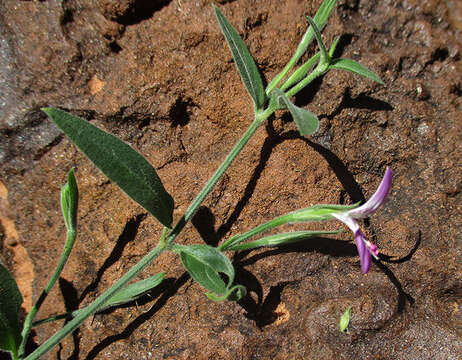 Image of Dicliptera transvaalensis C. B. CI.