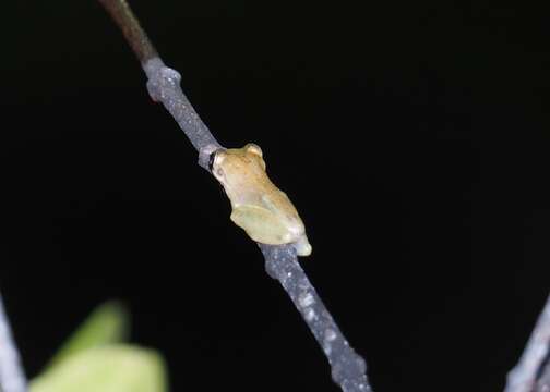 Image of Fowler's snouted tree frog