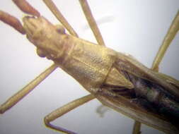 Image of Chorosoma gracile Josifov 1968