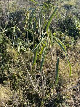 Imagem de Solanum glaucophyllum Desf.