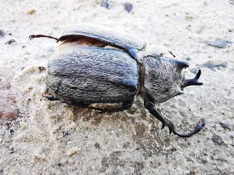 Слика од Megasoma vogti Cartwright 1963