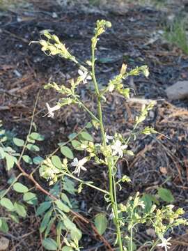 Image of Sticky Cheat Gily-Flower