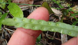 Polypodium ensiforme Thunb.的圖片