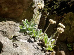 Слика од Helichrysum grandiflorum (L.) D. Don