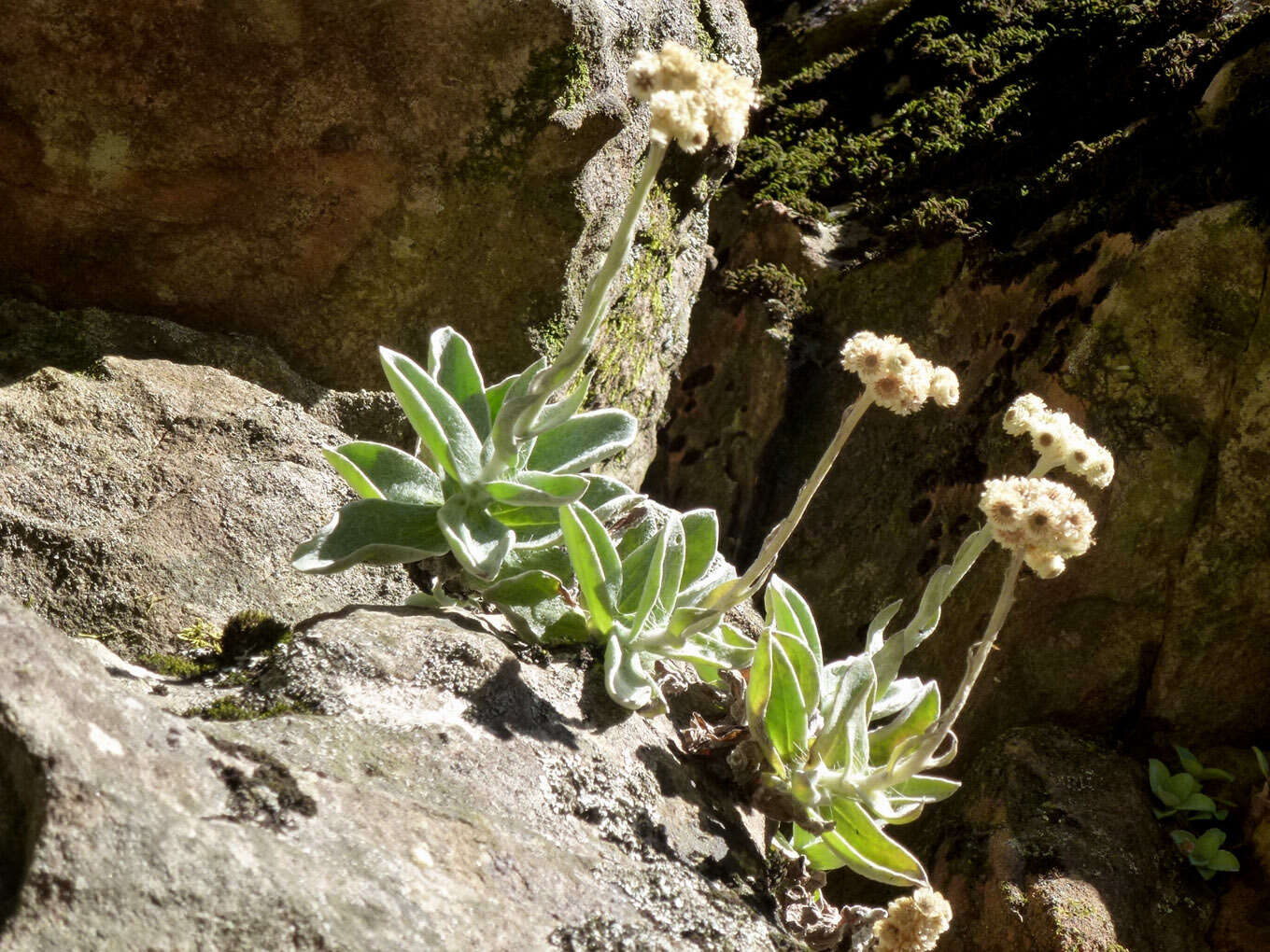 Слика од Helichrysum grandiflorum (L.) D. Don