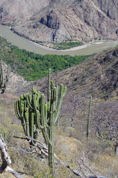 Image of Browningia pilleifera (F. Ritter) Hutchison