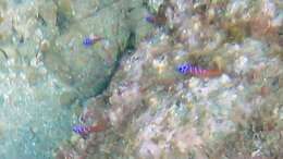 Image of Bluebanded goby