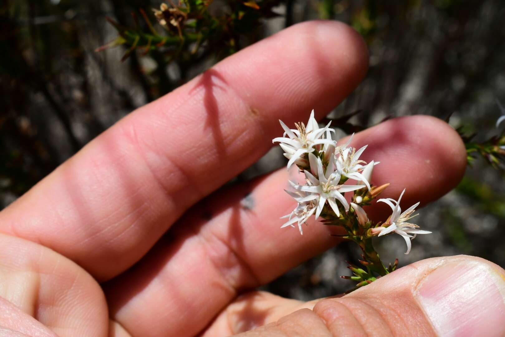 Image of Pink Swamp Heath