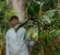 Image of Dypsis metallica Rakotoarin. & J. Dransf.