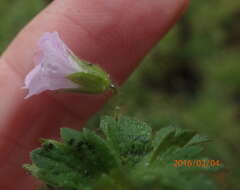 Image of Geranium wakkerstroomianum R. Knuth