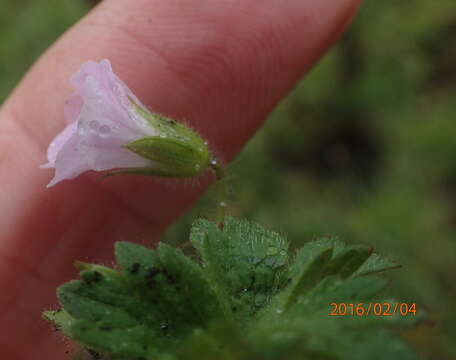 Imagem de Geranium wakkerstroomianum R. Knuth