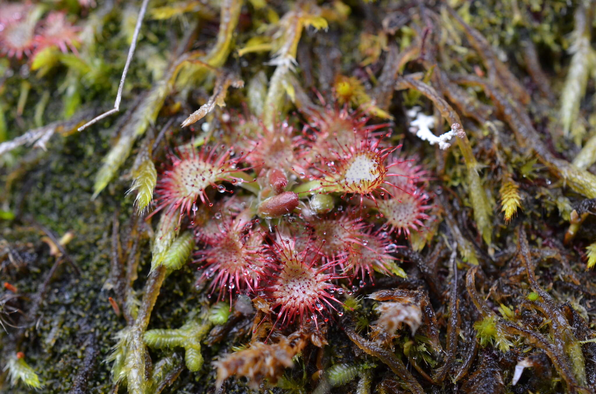 Image of spoonleaf sundew