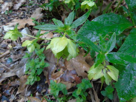 Image of Helleborus odorus subsp. cyclophyllus (A. Braun) Strid