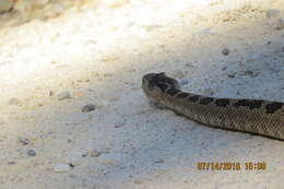 Image of Crotalus oreganus lutosus Klauber 1930