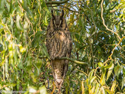 Image of Long-eared Owl