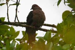 Patagioenas nigrirostris (Sclater & PL 1860) resmi