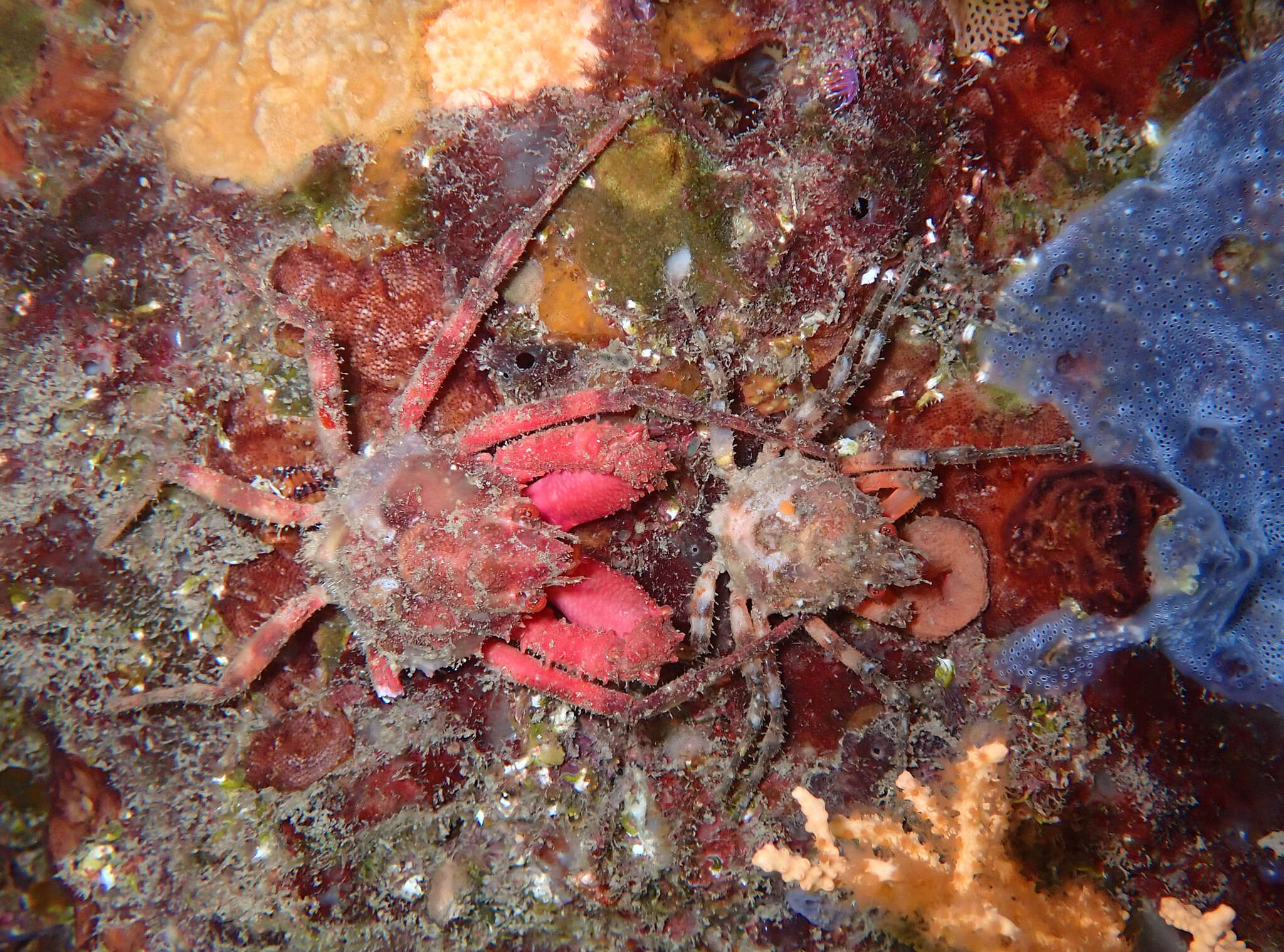 Image of rugose spider crab