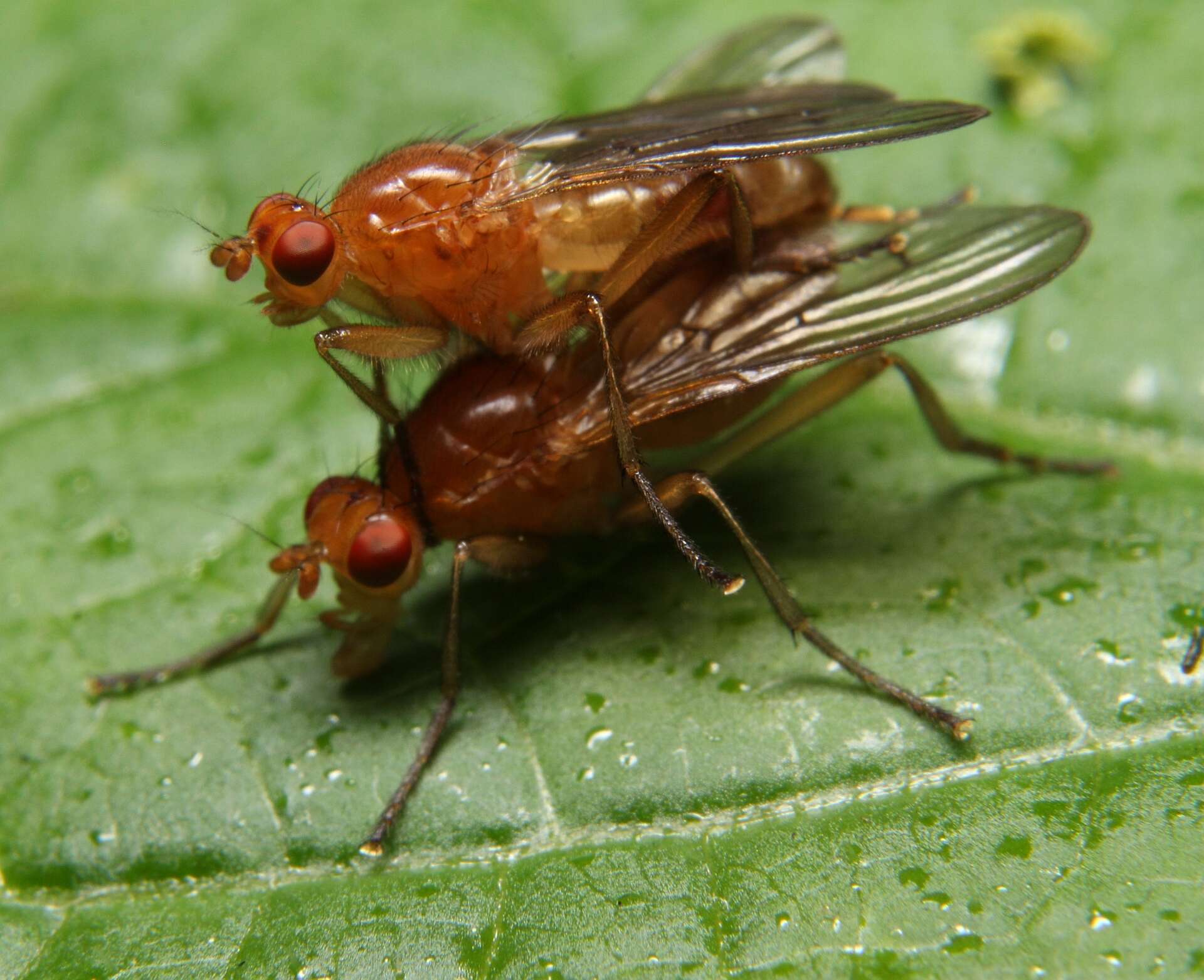 Image of Dryomyza simplex Loew 1862