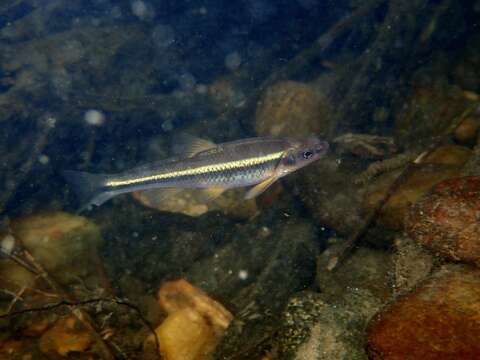 Image of Tennessee Shiner