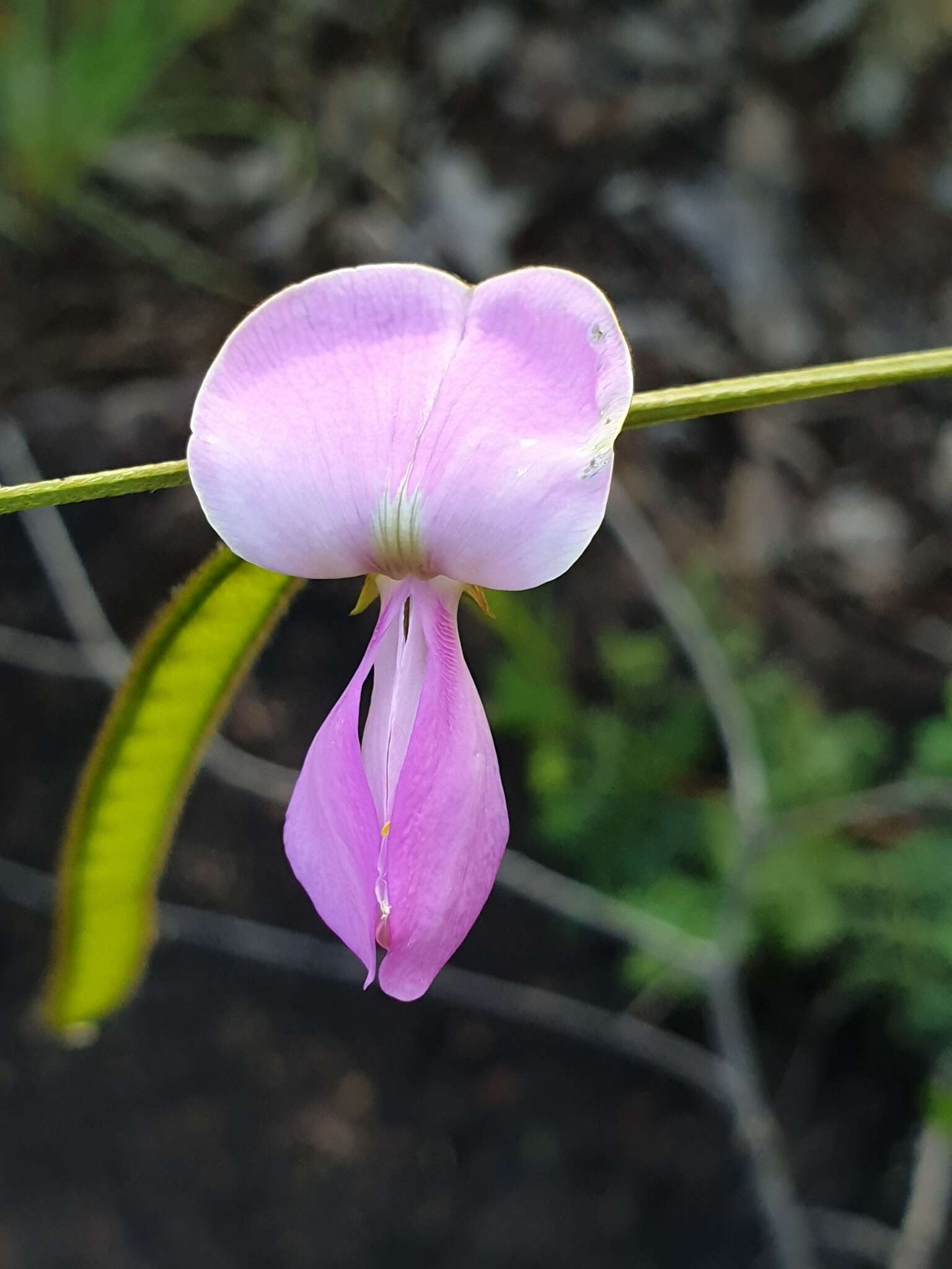 Image of Tephrosia longipes Meissner