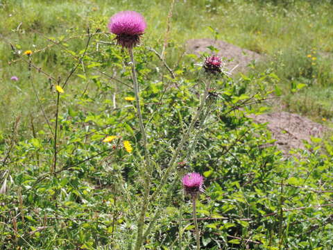 Image of Carduus nutans subsp. nutans