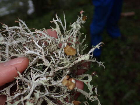 Image of ragged lichen