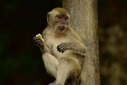 Image of Long-tailed Macaque