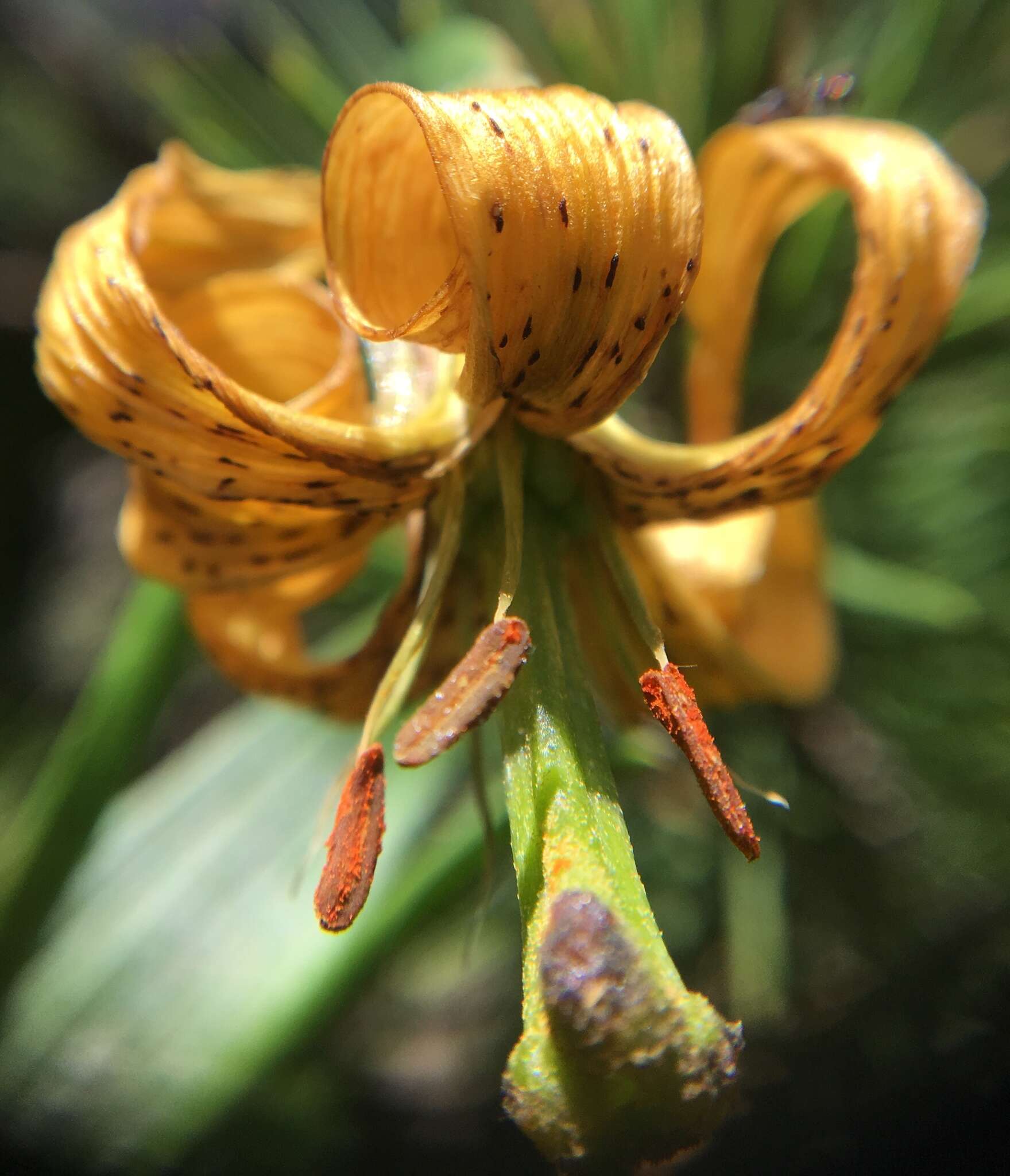 Image of Lilium pyrenaicum Gouan