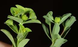 Image of Texas spurge