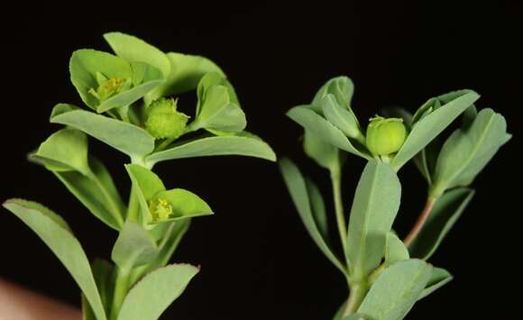 Image of Texas spurge