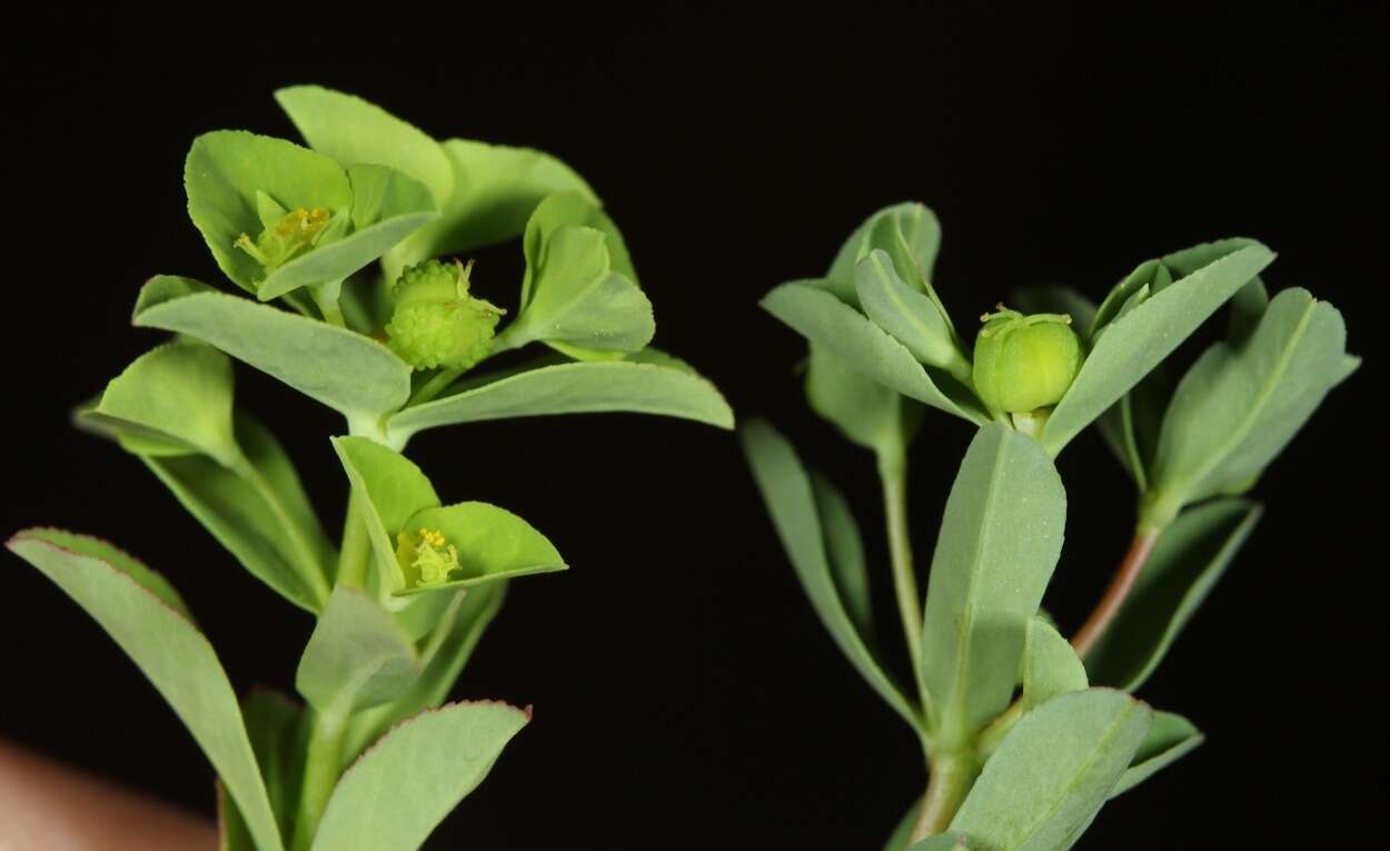 Image of Texas spurge