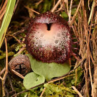 Image of Bristly helmet orchid