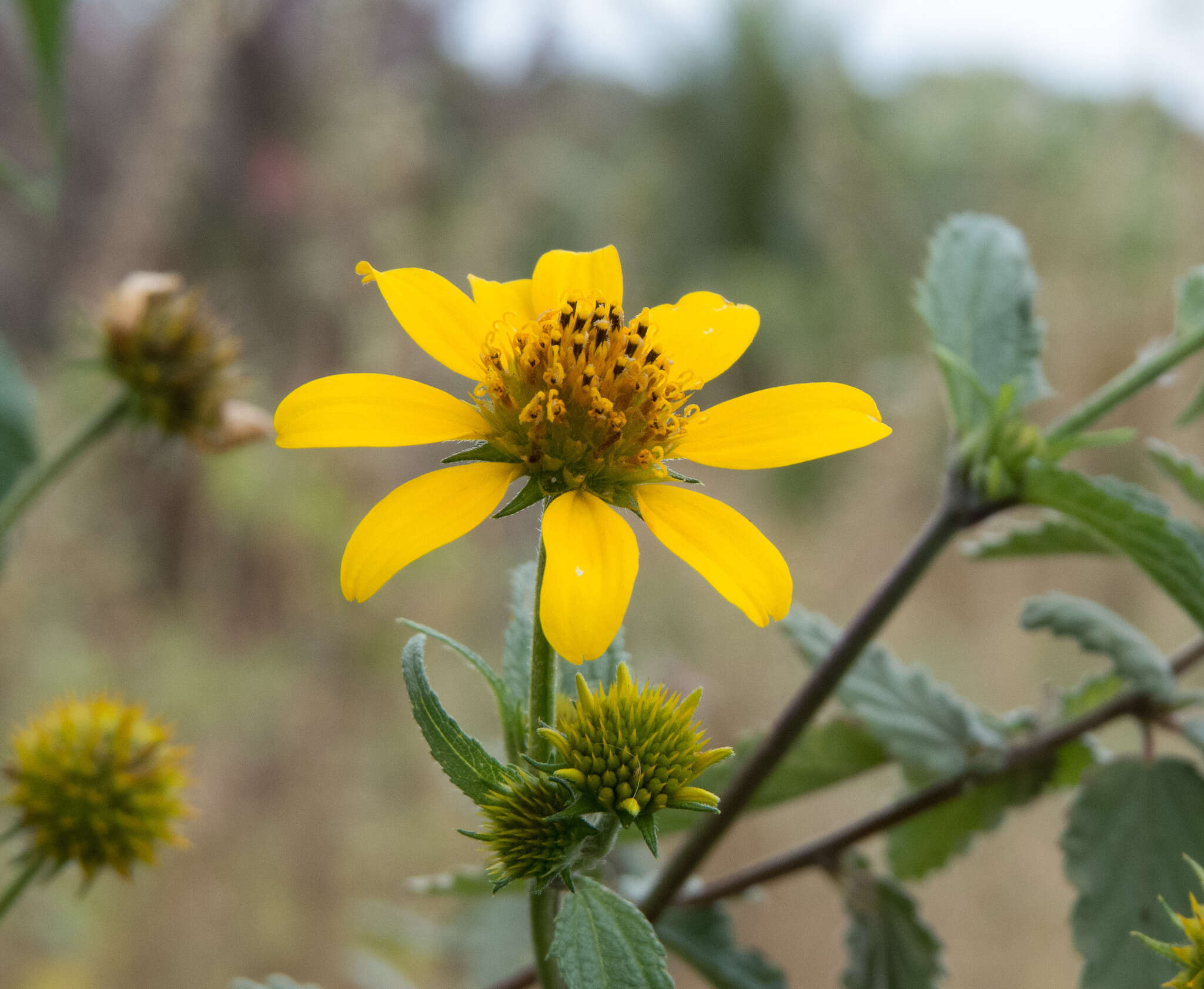 Image of Melanthera latifolia (Gardn.) Cabrera