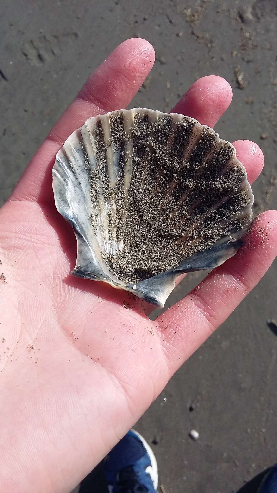 Image of New Zealand scallop