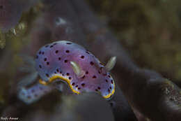 Image de Goniobranchus woodwardae (Rudman 1983)