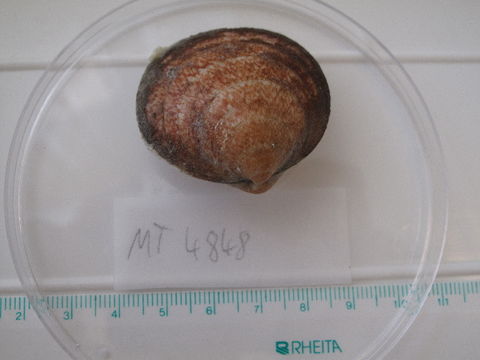 Image of Dog cockle