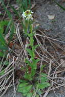 Image of Arabis stelleri DC.