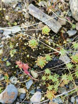 Plancia ëd Sedum annuum L.