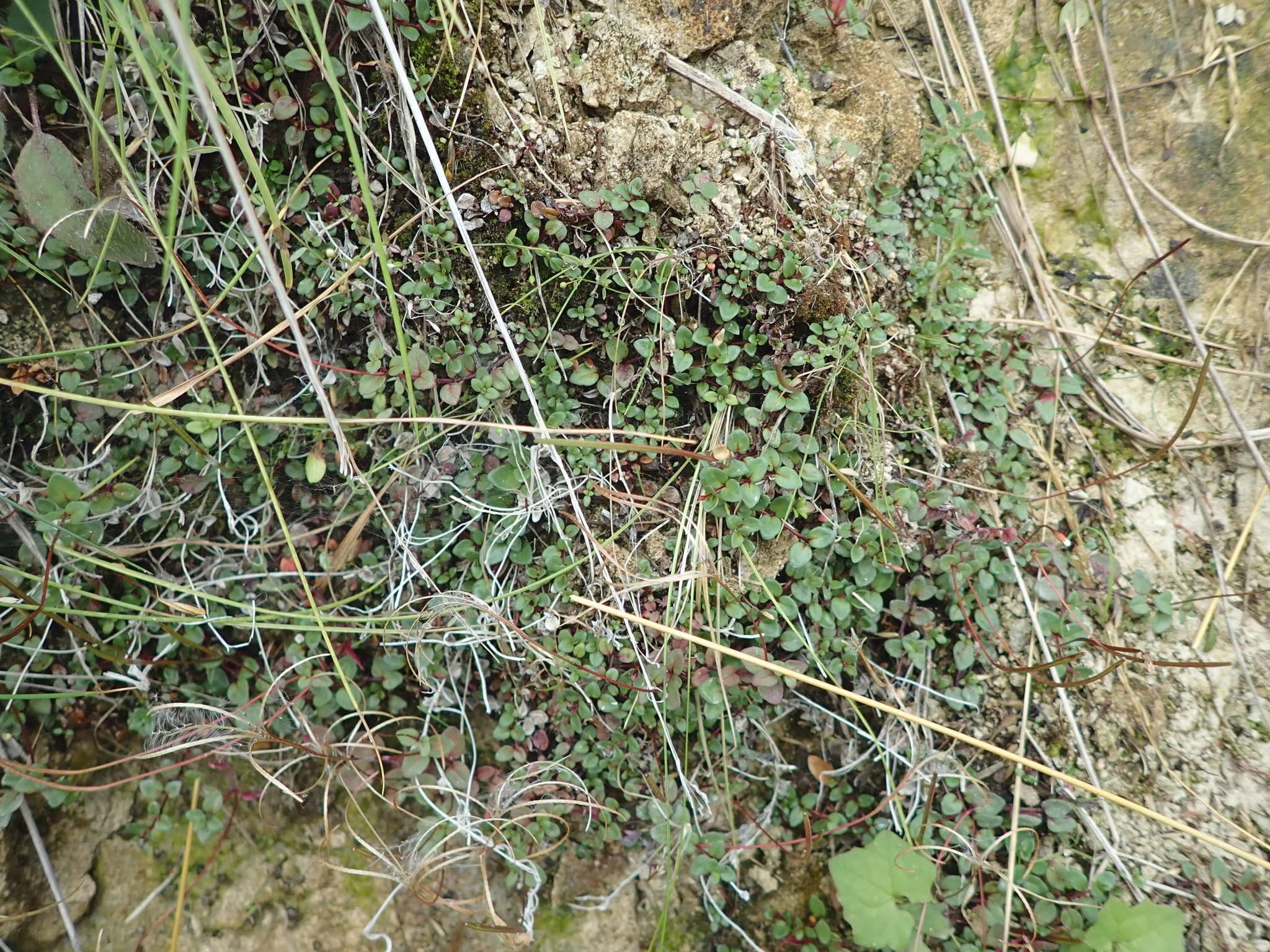 Imagem de Epilobium gracilipes T. Kirk