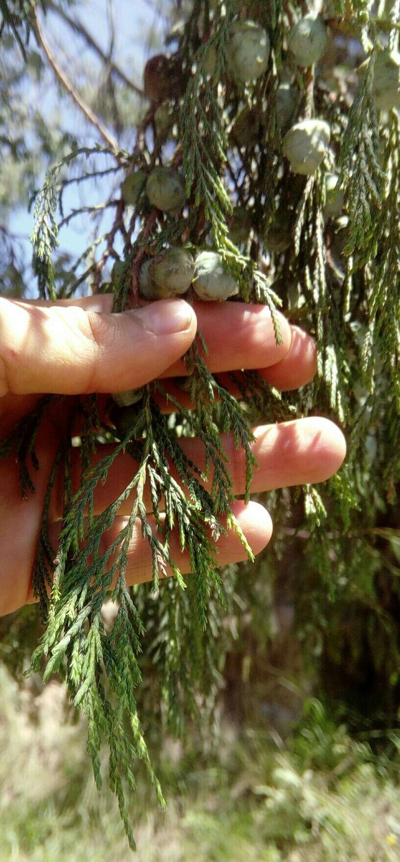 صورة Juniperus flaccida var. poblana Martínez