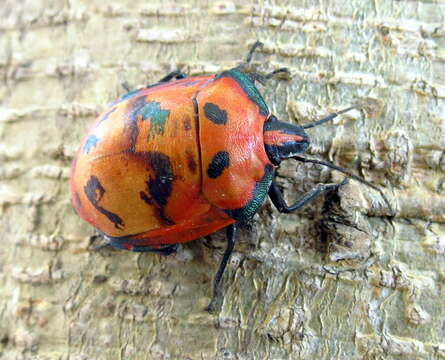 Image of cotton harlequin bug