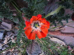 Image of Caiophora pentlandii (Paxton) G. Don ex Loudon